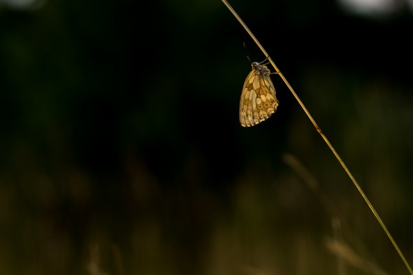 2014 07 03 Froettmanninger Haide